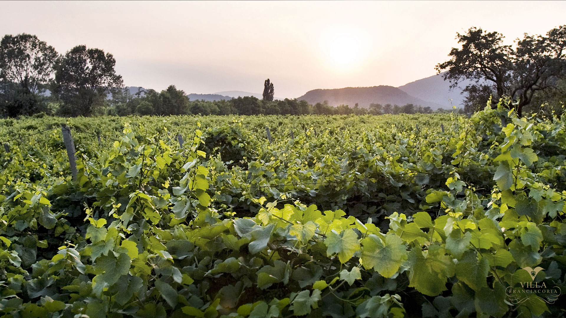 Vigneti Villa Franciacorta